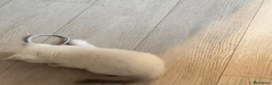 British Shorthair 2