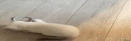 British Shorthair cats for sale: British shorthair kittens❤️❤️❤️❤️ in Bury - Advert 7