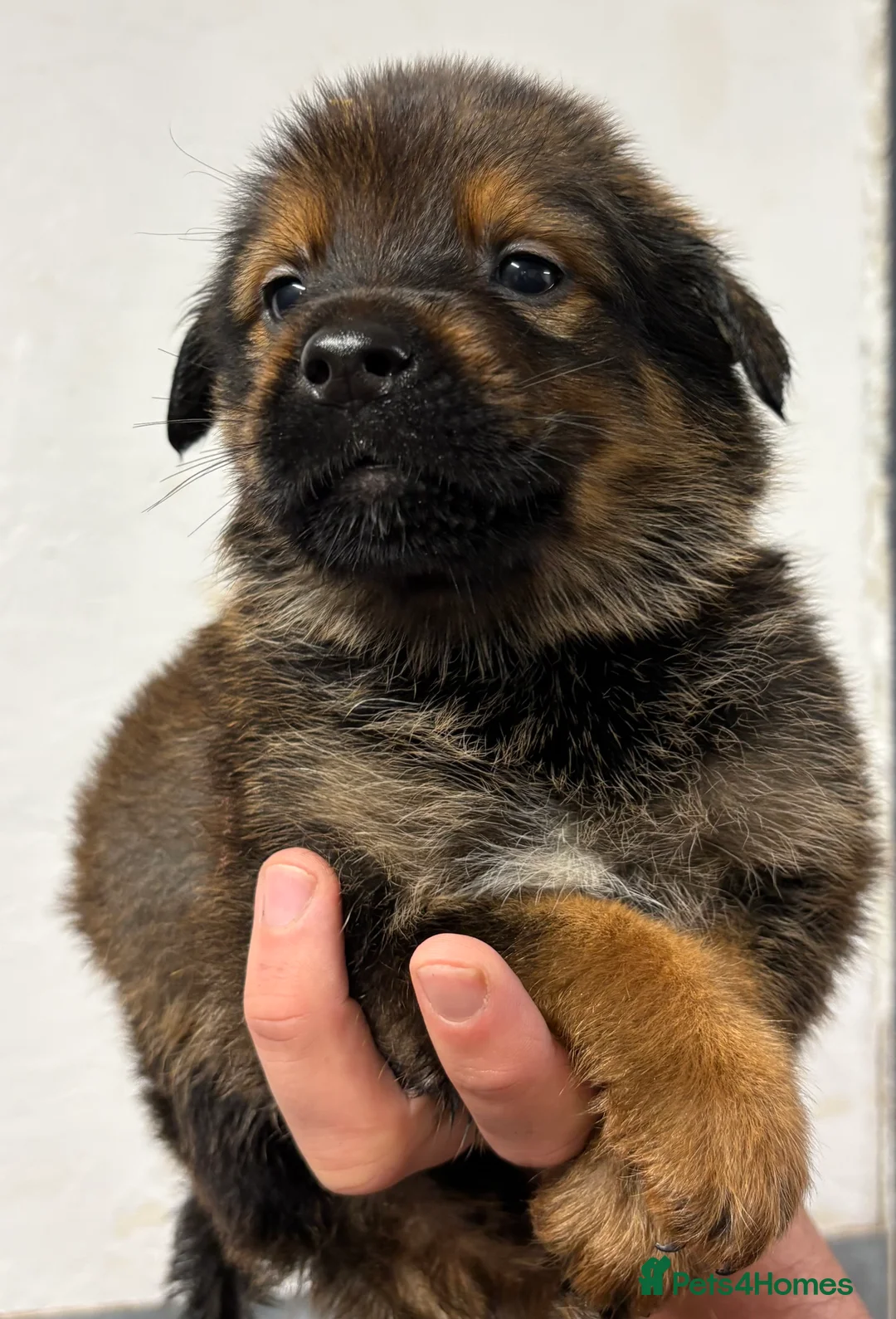 Mixed Breed dogs for sale: Rottweiler x malinois - Advert 9