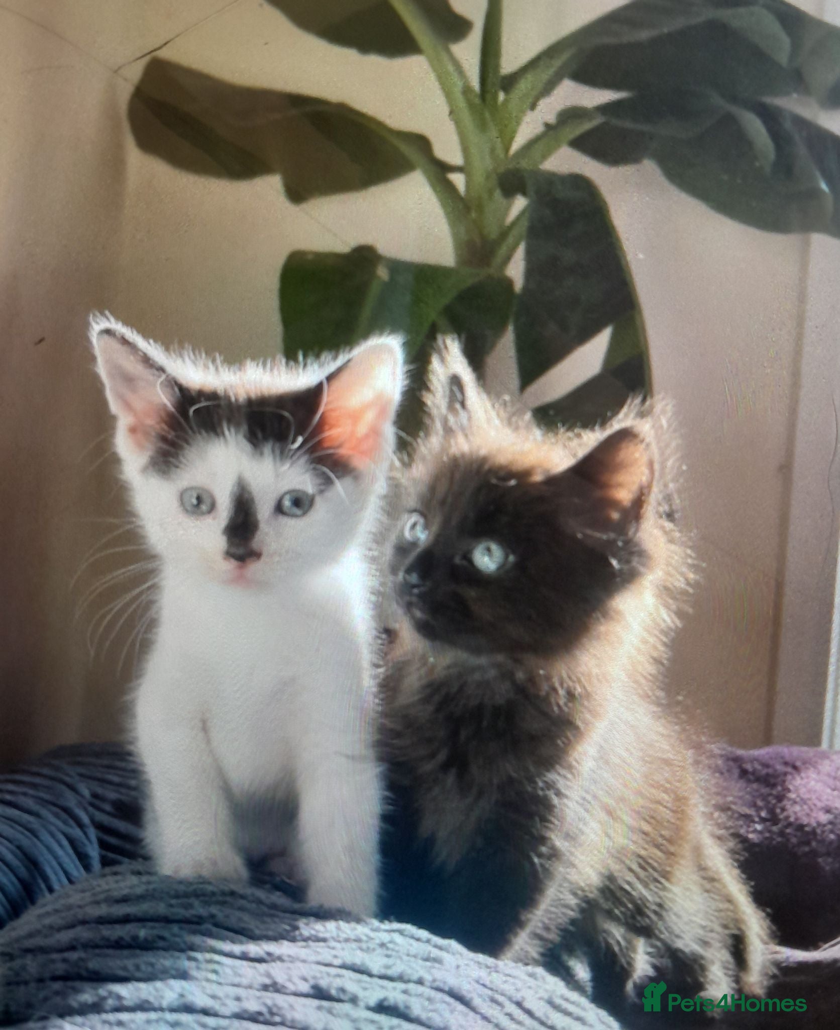 Mixed Breed cats 11 Adorable kittens 🐾 - Advert 9