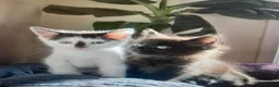 Mixed Breed cats for sale: 11 Adorable kittens 🐾 in Birmingham - Advert 3