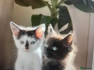 Mixed Breed cats 11 Adorable kittens 🐾 - Advert 9