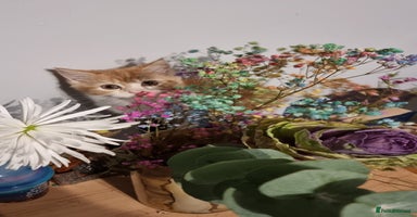 Persian cats Persian kittens - Advert 10