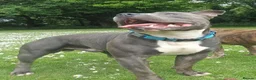 Staffordshire Bull Terrier dogs for sale: Male blue staffy  - Advert 6