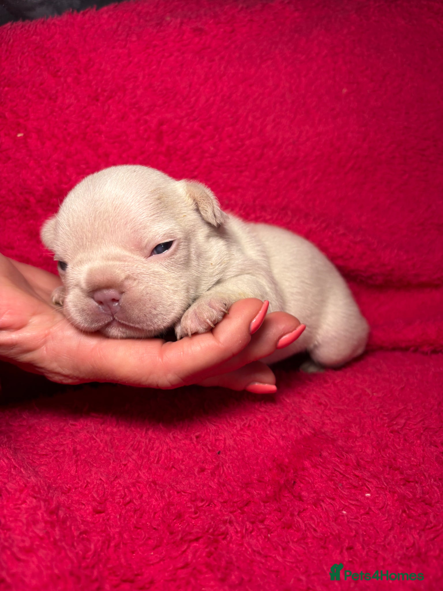 French Bulldog dogs for sale: 🤍Quality bred french bulldog puppies🤍 in Dolgellau - Advert 7