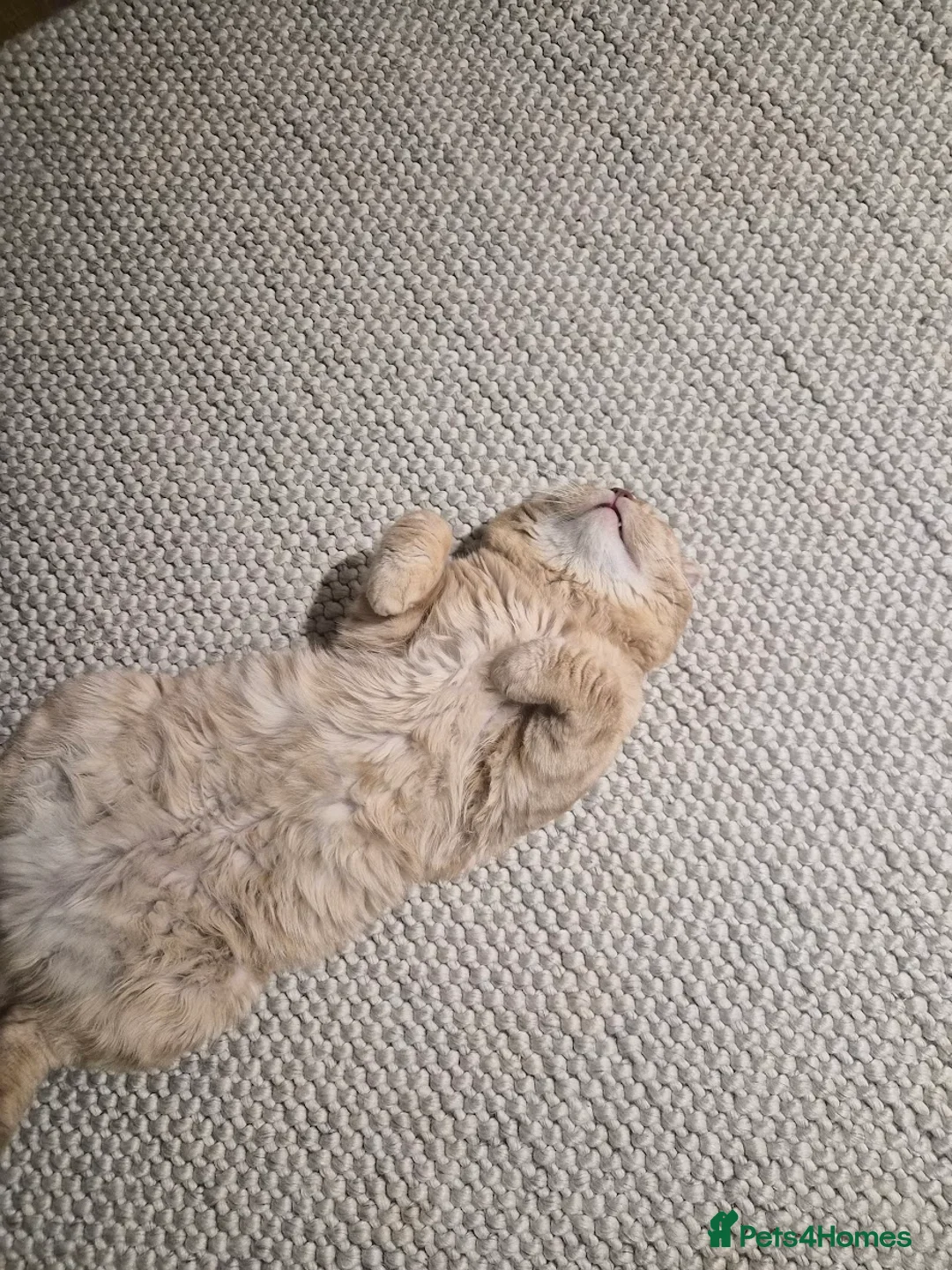 British Shorthair cats for sale: Red British Shorthair cat for sale in London - Advert 2