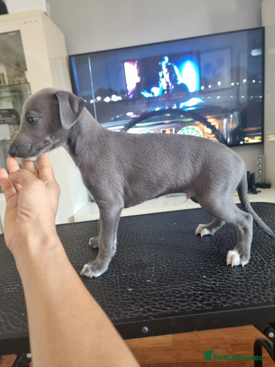 Whippet dogs for sale: Beautiful blue pedigree whippets  - Advert 2