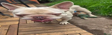 French Bulldog 1