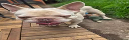 French Bulldog dogs for sale: French bulldog ******  - Advert 2