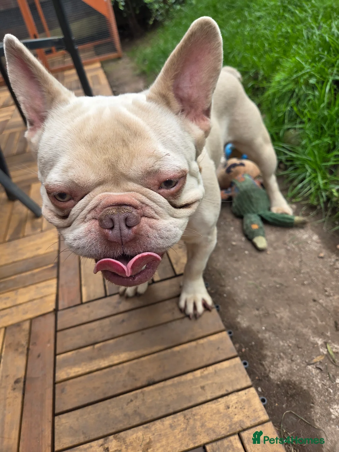 French Bulldog dogs for sale: French bulldog ******  - Advert 2