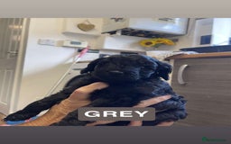 Cockapoo dogs for sale: Beautiful F1B Cockerpoos🐶 - Image 18