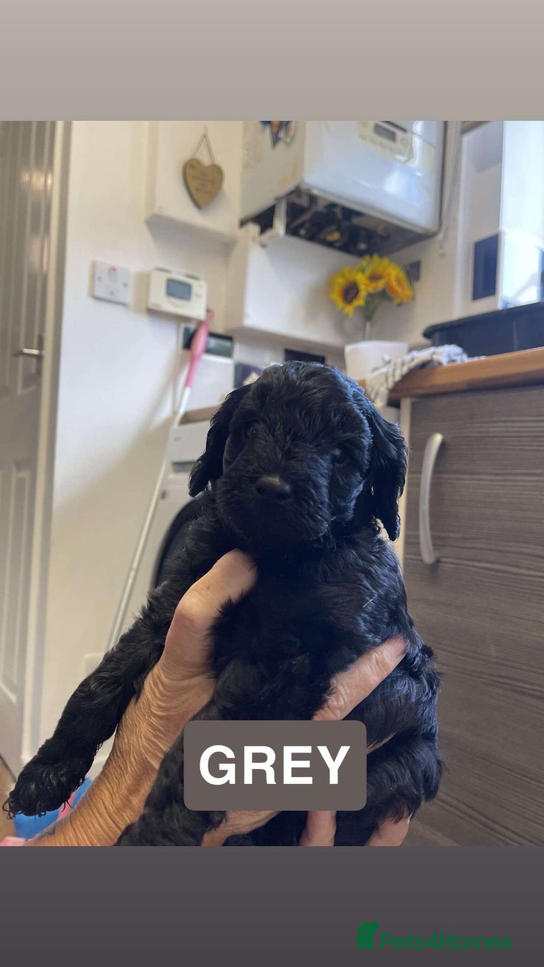 Cockapoo dogs for sale: Beautiful F1B Cockerpoos🐶 - Image 18