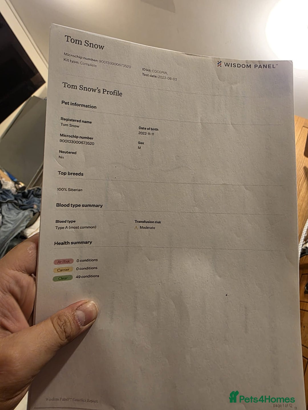 Siberian cats for sale: Siberian Kittens Super Friendly 💕🐾 - Image 17