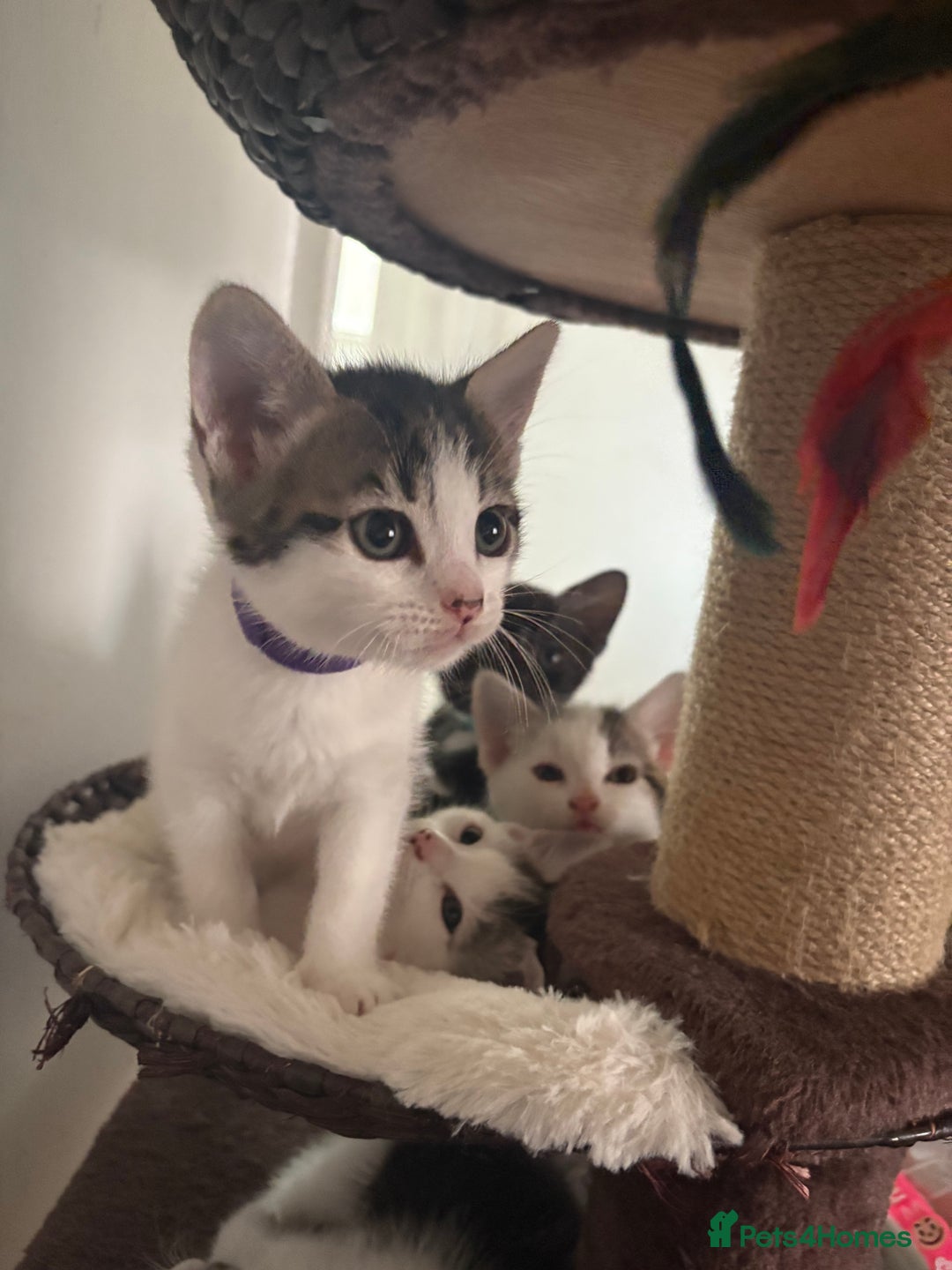 Mixed Breed cats for sale: Beautiful mixed breed kittens - Image 2