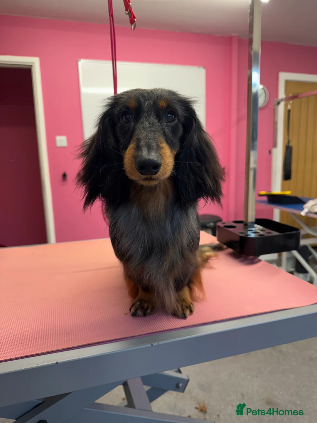 Miniature Dachshund dogs for stud: Silver dapple miniature longhaired dachshund stud in Stowmarket - Advert 3