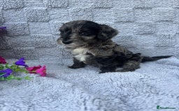 Cockapoo dogs for sale: F1 Showtype Cockapoo - Image 20