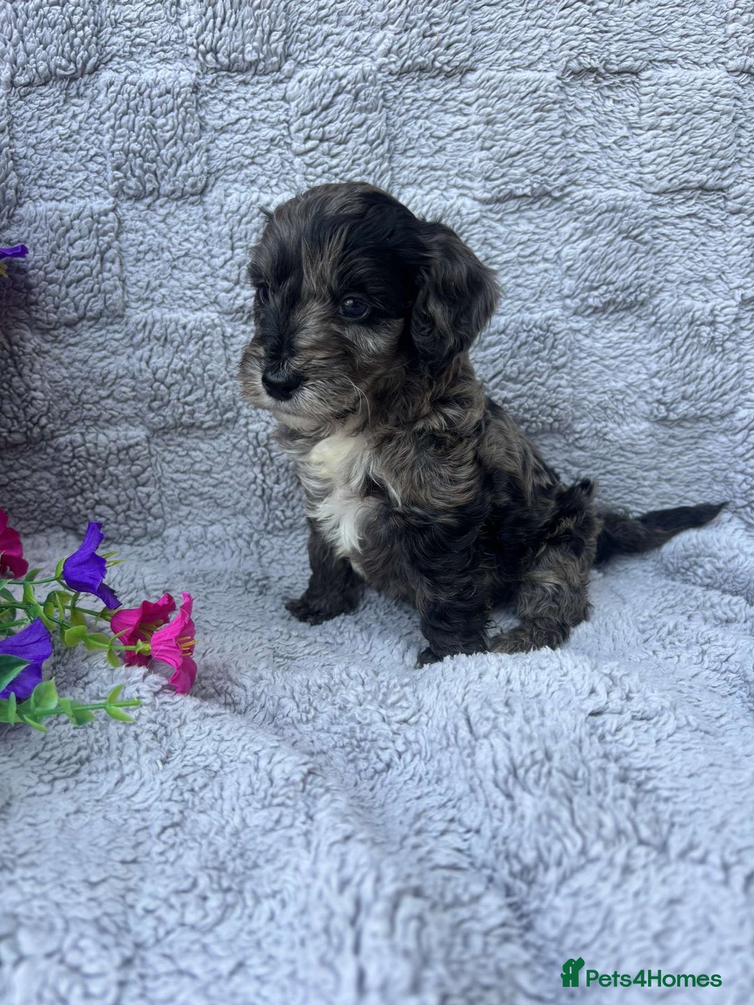 Cockapoo dogs for sale: F1 Showtype Cockapoo - Image 20