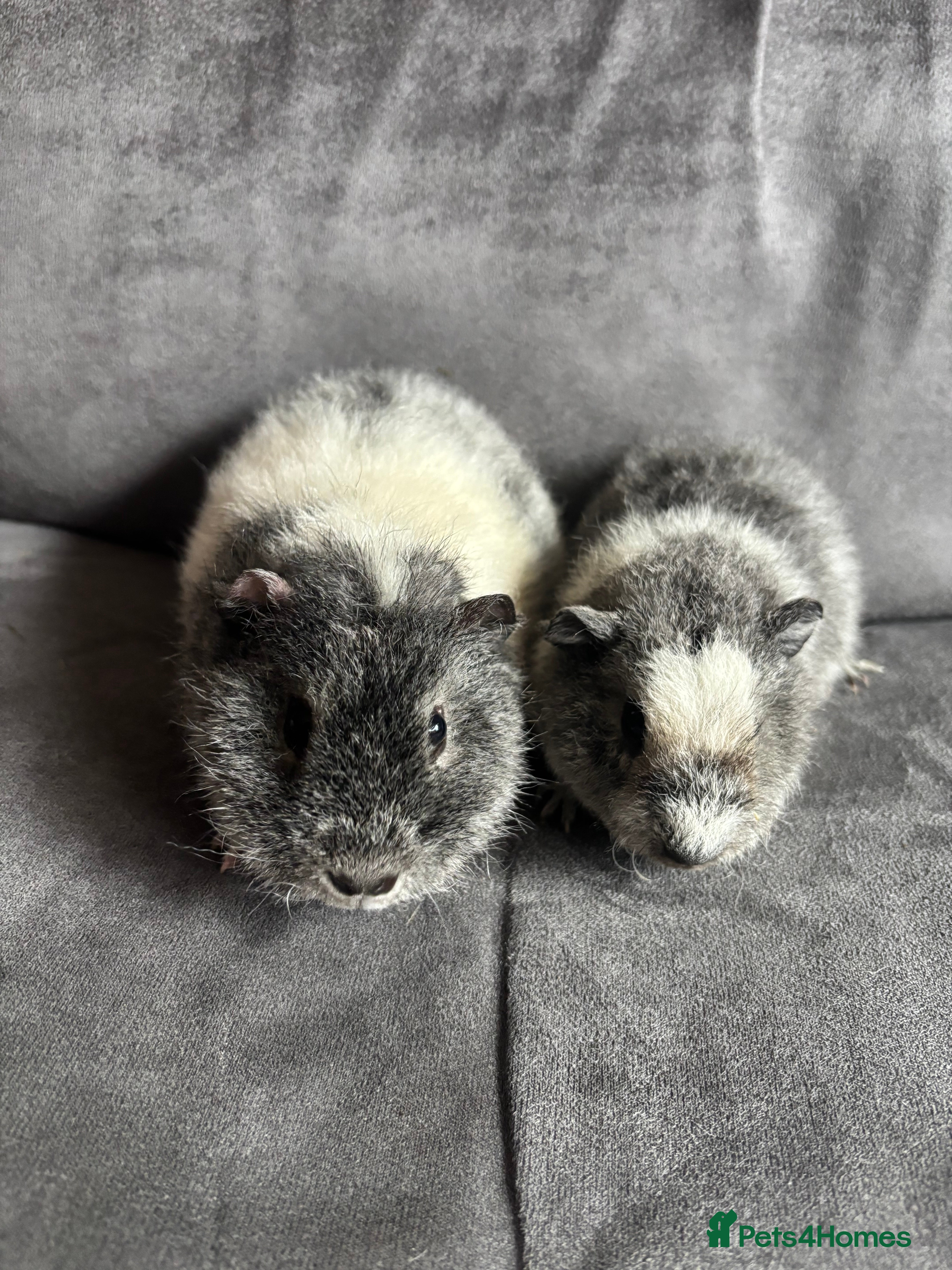 Guinea Pig rodents Baby Guineapigs x2 boys- ready now - Advert 7