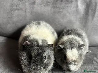 Guinea Pig rodents Baby Guineapigs x2 boys- ready now - Advert 7