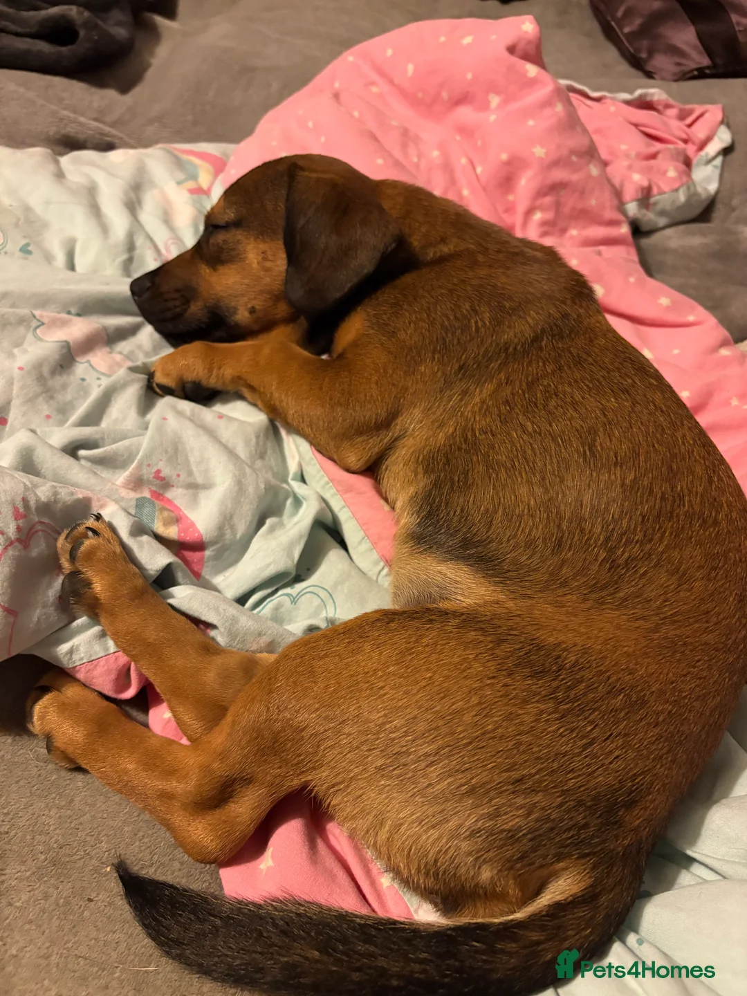 Mixed Breed dogs for sale: Sadly having to rehome  - Advert 8