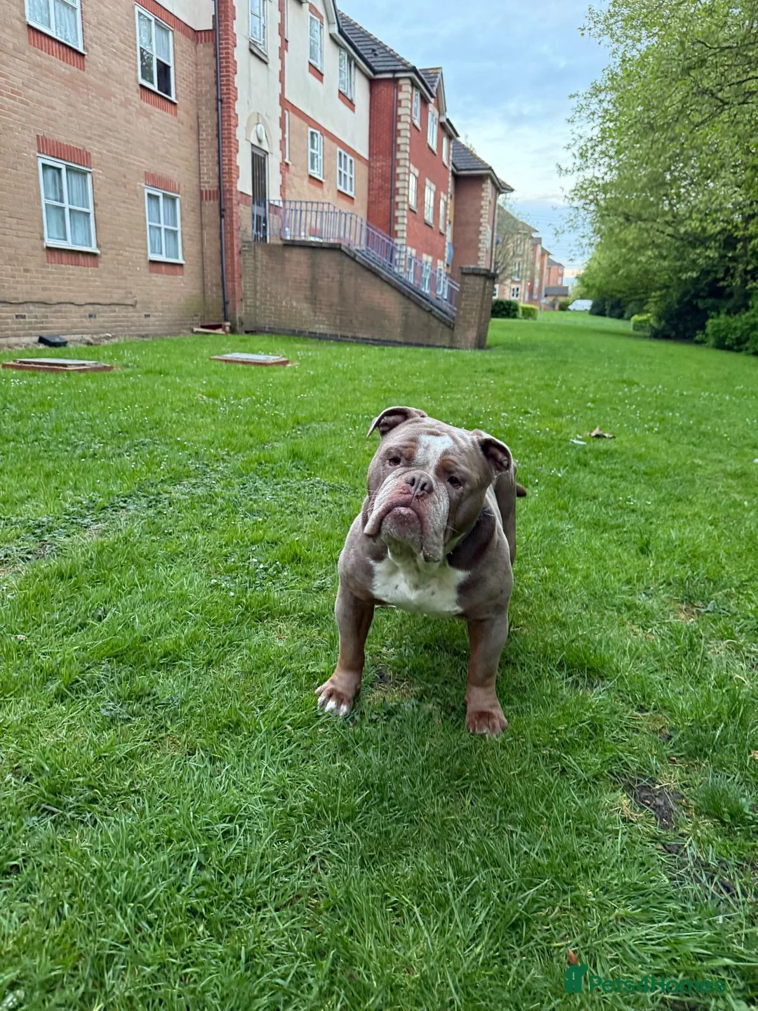 Olde English Bulldogge dogs for sale: Ollie - Looking for a loving home - Advert 7