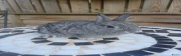 Netherland Dwarf rabbits for sale: Neverland dwalf - Advert 9