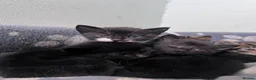 Mixed Breed cats for sale: 5 kittens looking for homes in Thirsk - Advert 4