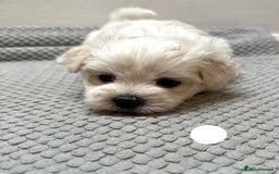 Maltese dogs for sale: Cute Maltese Puppies Looking for Loving Homes🇬🇧  - Image 12