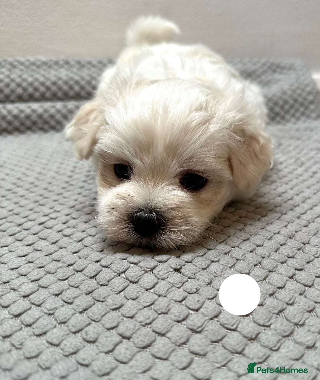 Maltese dogs for sale: Cute Maltese Puppies Looking for Loving Homes🇬🇧  - Image 12