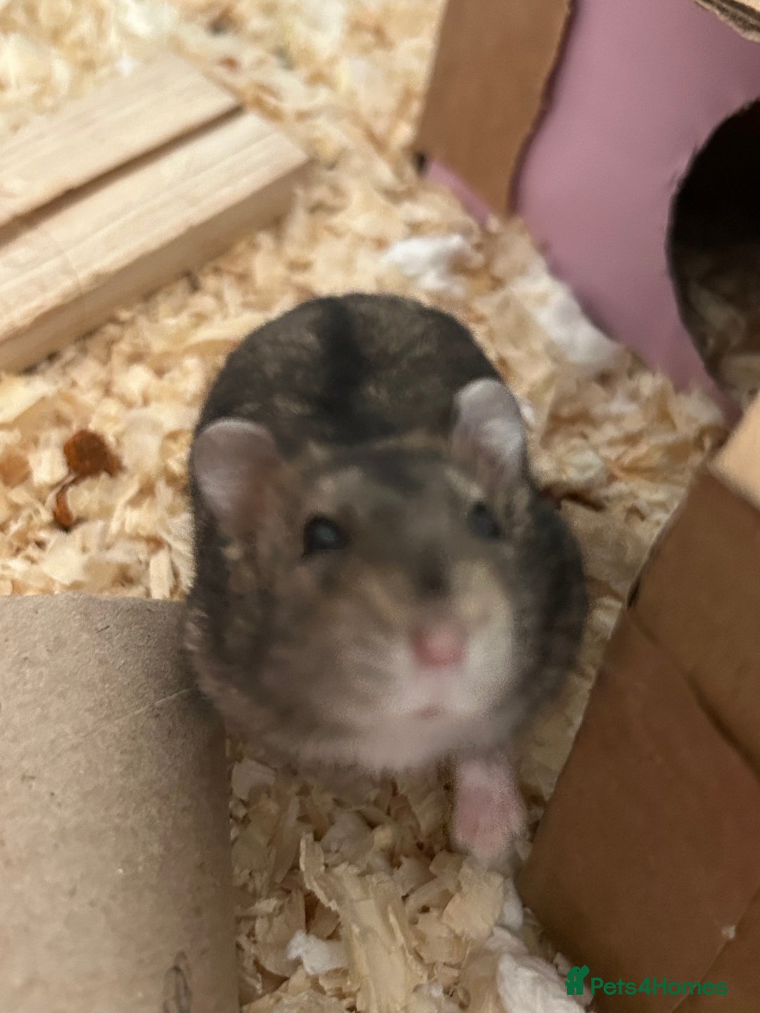 Hamster rodents for sale: Super cute young dwarf hamster - Image 5