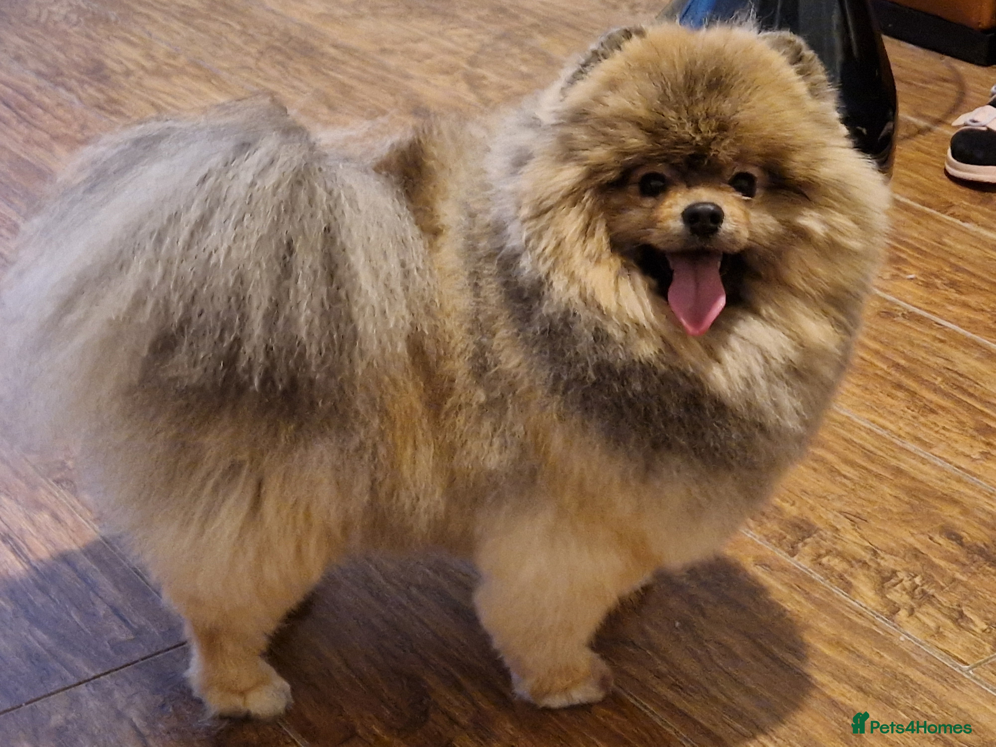 Pomeranian dogs Pomeranian Male - Advert 2