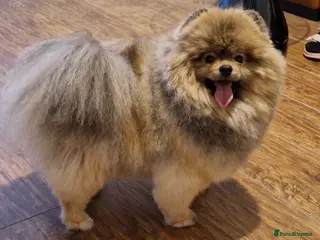 Pomeranian dogs Pomeranian Male - Advert 2