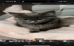 Mixed Breed cats for sale: Sweet Female Cats: Silver Tabby & Grey Longhair - Image 9