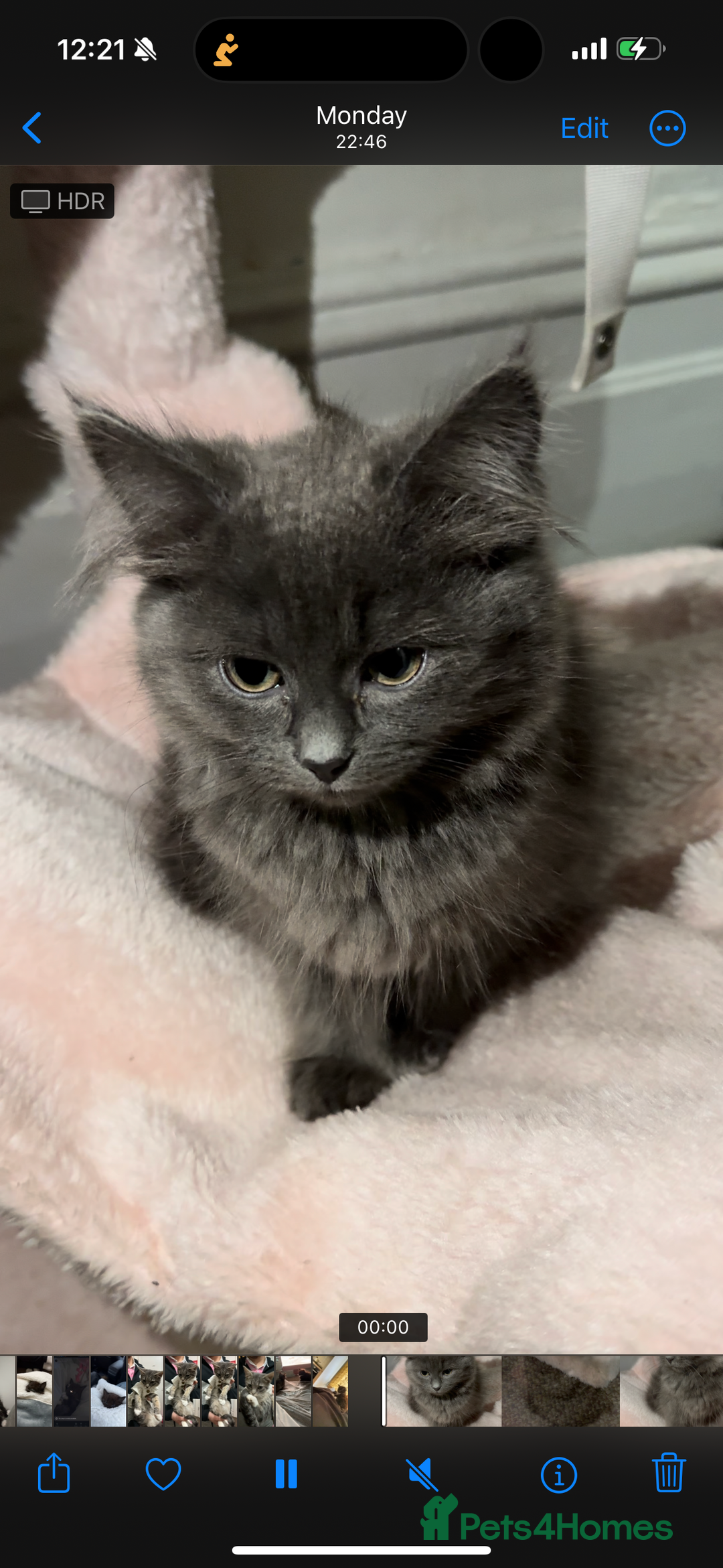 Mixed Breed cats for sale: Sweet Female Cats: Silver Tabby & Grey Longhair - Image 9