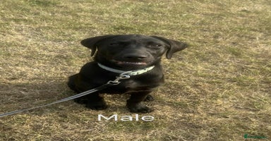 Labrador Retriever dogs in Mansfield - Advert 7