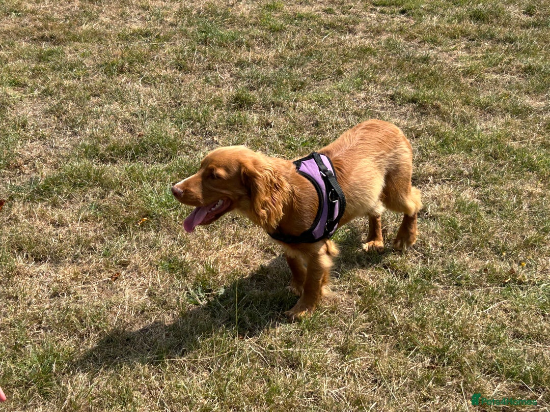 Cocker Spaniel dogs for sale: Simba - family cocker spaniel - Image 10