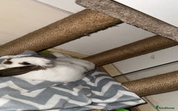 Dutch rabbits for sale: Dutch bunny - Image 12