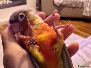 Conures birds for sale - Advert 1
