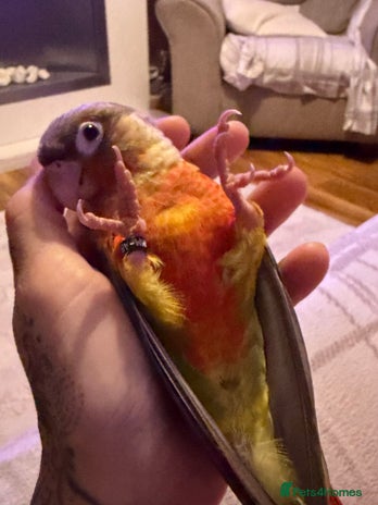 Conures birds - Advert 1