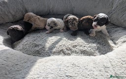 Miniature Poodle dogs for sale: Stunning Miniature poodles parti/merle - Image 21
