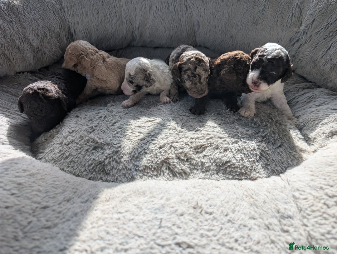 Miniature Poodle dogs for sale: Stunning Miniature poodles parti/merle - Image 21