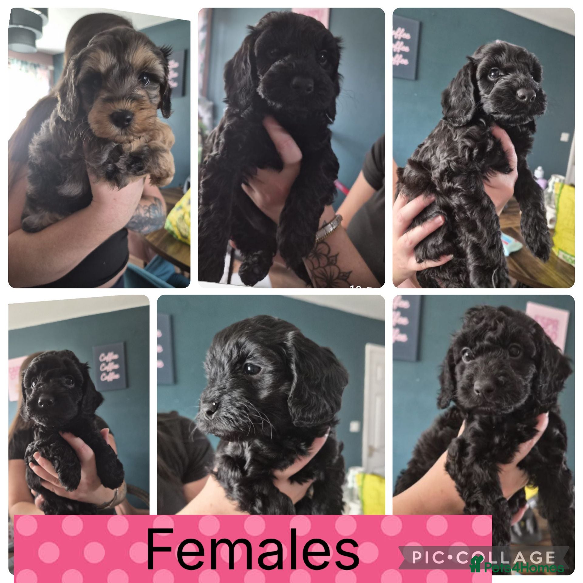 Cockapoo dogs Cockapoos f1bs - Advert 11