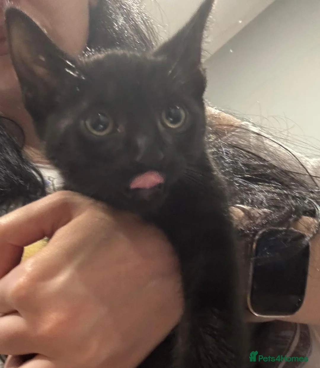 Bombay cats for sale: Black male cat for sale  in Halesowen - Advert 2