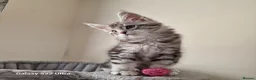Maine Coon cats for sale: Licensed breeder-maine coon kittens - Advert 22