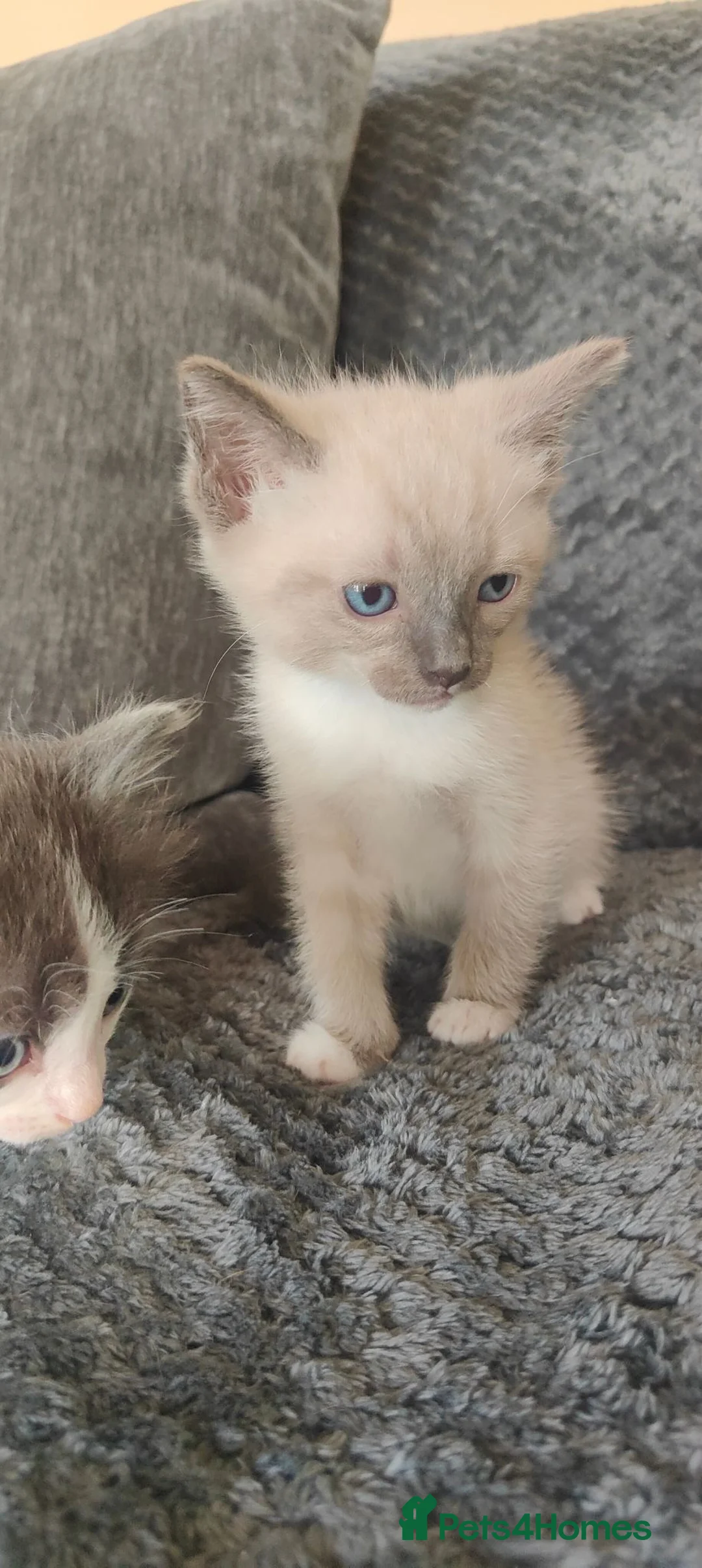 Mixed Breed cats for sale: Russian blue x ragdoll kittens  - Advert 2