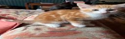 Mixed Breed cats for sale: Four varied mixed breed kittens - Advert 7