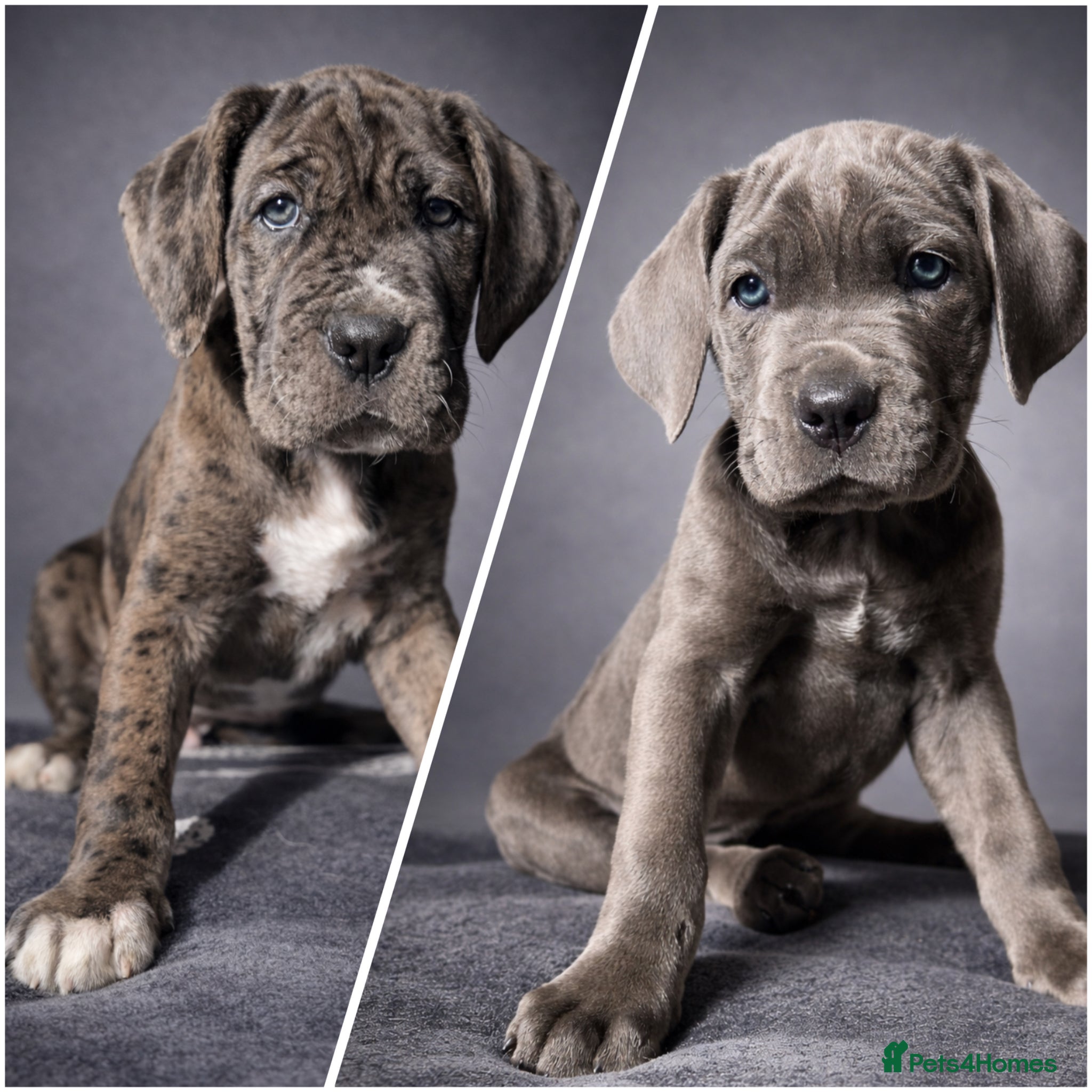 Cane Corso dogs READY NOW! Last 2 cane corso puppy’s  - Advert 17
