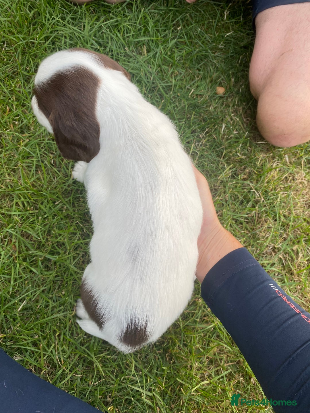 English Springer Spaniel dogs for sale: Exceptional Working & Trialing Lines  - Image 15