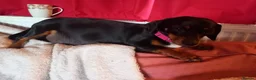 Jackshund dogs for sale: Jackshund puppies in Wellington - Advert 8