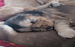 Cocker Spaniel dogs for sale: Quality Bred Show Type Cocker Spaniel Puppies - Image 19